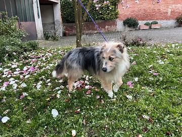 Cucciolata casalinga