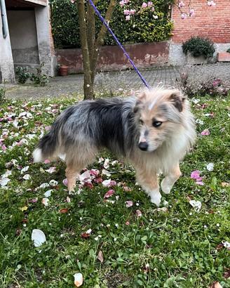 Cucciolata casalinga