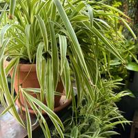 Pianta CHLOROPHYTUM