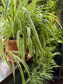 Pianta CHLOROPHYTUM