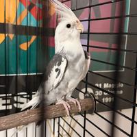 Un calopsite maschio