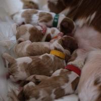 Dolci cuccioli di Cavalier King Charles