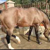 Stallone quarter horse