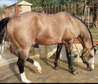 Stallone quarter horse