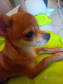 Ciuaua maschio per accoppiamento compagna