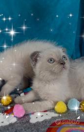 Gattini scottish fold blupoint