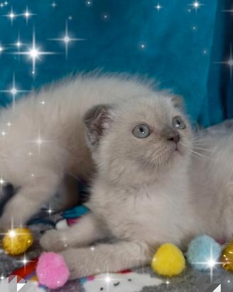 Gattini scottish fold blupoint