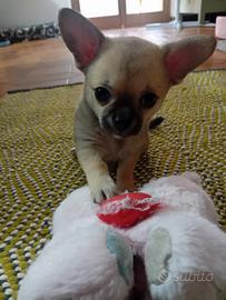 Chihuahua maschietto e femminuccia