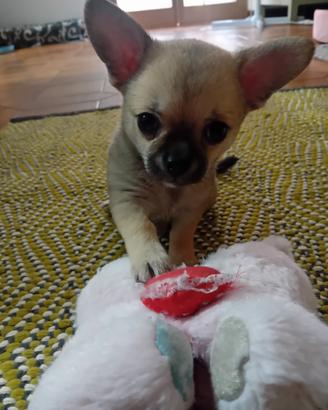 Chihuahua maschietto e femminuccia