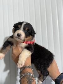 Femminnuccia black tricolor
