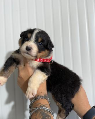 Femminnuccia black tricolor