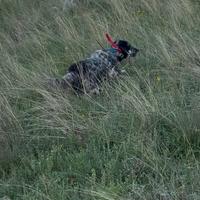 Setter inglese