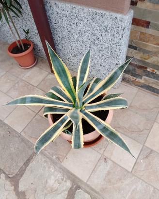 Agave variegata