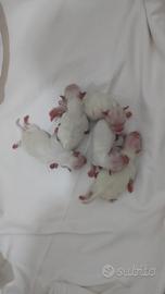 maltese 