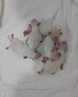maltese 