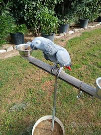 Cenerino