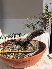 Prebonsai olivastro