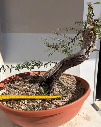 Prebonsai olivastro
