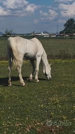 Cavallo arabo