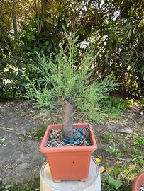 Pre bonsai