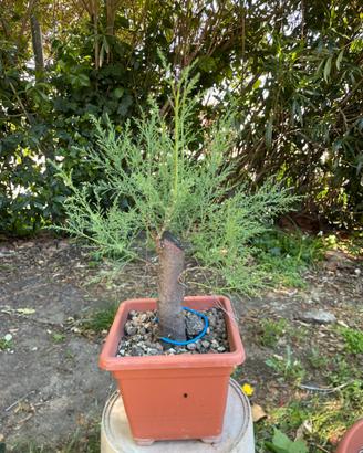Pre bonsai