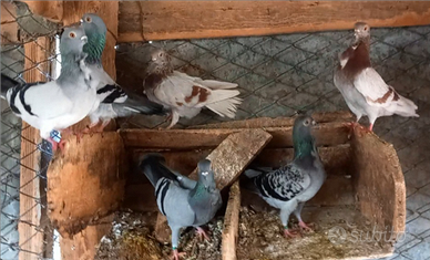 Colombi cravattati o reggianino