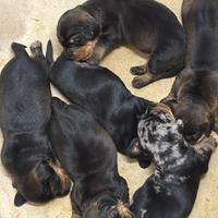 Bassotti nani a pelo duro