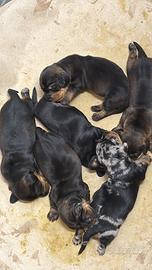 Bassotti nani a pelo duro