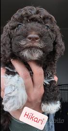 Lagotto Romagnolo