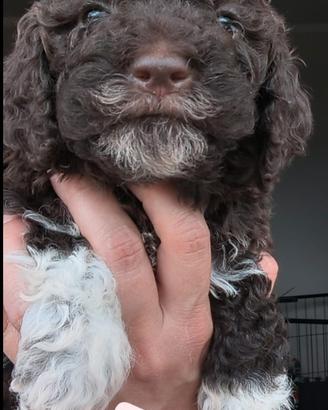 Lagotto Romagnolo