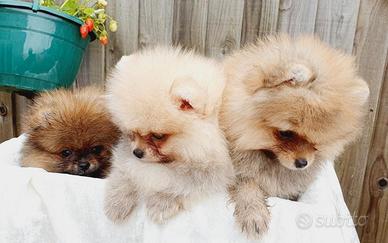 Cuccioli di spitz pomerania M e F