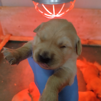 Golden Retriever con pedigree