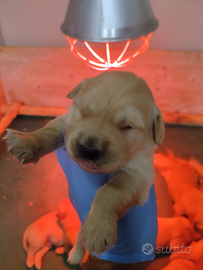 Golden Retriever con pedigree