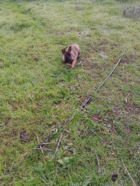 Pastore belga malinois