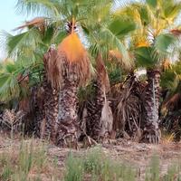 Palme ornamentali a basso prezzo pronta consegna 