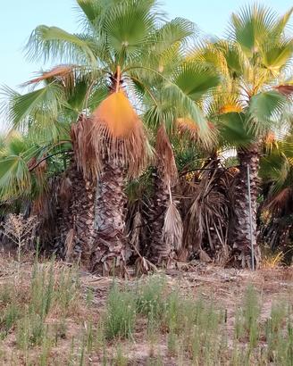 Palme ornamentali a basso prezzo pronta consegna 