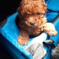 Barboncino toy colore rosso speciale