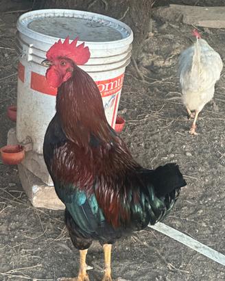 Gallo