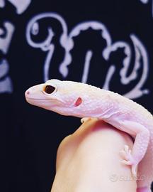 Geco leopardino