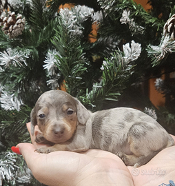 Cuccioli di bassotto