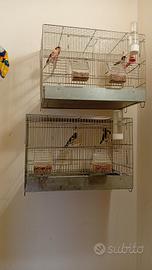 cardellino 