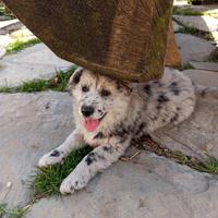 Cucciolo border collie, pastore australiano