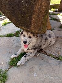 Cucciolo border collie, pastore australiano