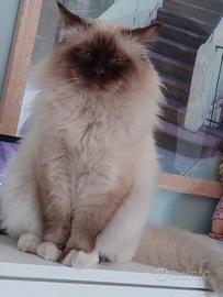 Monta maschio di birmania con pedigree per accopp