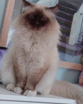 Monta maschio di birmania con pedigree per accopp