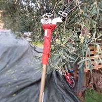 Raccogli olive sbaraglia