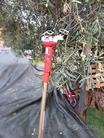 Raccogli olive sbaraglia