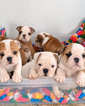Cuccioli di bulldog inglese