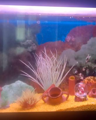 acquario in cristallo