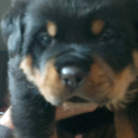 Rottweiler
